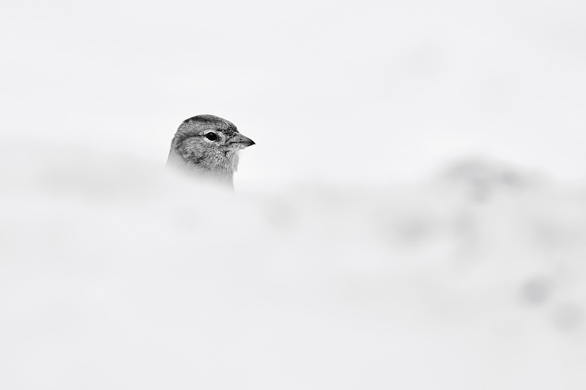 24011411000485bw